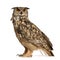 Eurasian Eagle-Owl, Bubo bubo