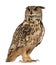 Eurasian Eagle-Owl, Bubo bubo