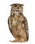 Eurasian Eagle-Owl, Bubo bubo