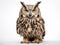 Eurasian Eagle Owl Bubo bubo