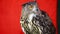 The Eurasian eagle-owl (Bubo bubo)