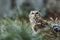 Eurasian eagle-owl Bubo bubo is hidden