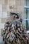 Eurasian eagle-owl & x28;Bubo bubo& x29; looking right, with a stone house in the background.