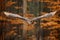 Eurasian Eagle Owl, Bubo bubo, with open wings in flight, forest habitat in background, orange autumn trees. Wildlife scene from