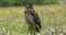 Eurasian Eagle Owl, Bubo bubo, perched on rotten mossy stump in colorful flowered meadow. Wildlife scene from summer nature.