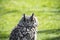 Eurasian eagle-owl Bubo bubo is sitting in the grass. Detail of the biggest european owl