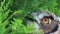 Eurasian Eagle Owl eating leaves