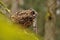 Eurasian Eagle Owl eating mouse