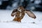 Eurasian Eagle owl flying with open wings in the forest during winter with snow and snowflake