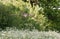 Eurasian eagle-owl flying over a field of white flowers