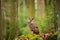 Eurasian eagle-owl in forrest