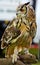 Eurasian Eagle owl, hand held (Bubo bubo)