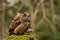 Eurasian Eagle Owl holding mouse as prey