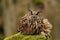 Eurasian Eagle Owl holding mouse as prey