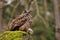 Eurasian Eagle Owl holding mouse as prey