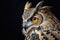 Eurasian Eagle Owl isolated on black background