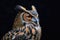 Eurasian Eagle Owl isolated on black background