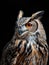 Eurasian Eagle Owl isolated on black background