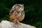 Eurasian Eagle Owl with kill hedgehog in talon, sitting on stone. Wildlife scene from nature. Bird with open wing. Owl with catch