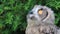 Eurasian Eagle owl looking up