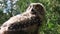 Eurasian Eagle owl- low angle