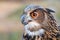 Eurasian eagle-owl with open beak. Closeup portrait of owl profile.