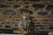 Eurasian eagle owl perched on a wooden railing at the famous Almonaster la Real Mosque in Spain