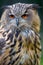 Eurasian eagle owl portrait Bubo bubo EurpÃ¤ischer Uhu