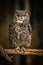 Eurasian Eagle Owl Portrait, Close up