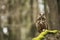 Eurasian Eagle Owl with prey