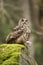 Eurasian Eagle Owl with prey