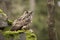 Eurasian Eagle Owl with prey
