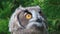 Eurasian eagle-owl staring