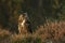 Eurasian eagle-owl stay in heather in summer - Bubo bubo