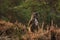 Eurasian eagle-owl stay in heather watching closely - Bubo bubo