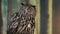 Eurasian eagle owl talking and blinking