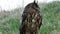 Eurasian Eagle Owl turns his head