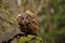 Eurasian Eagle Owl watching his hunt down mouse prey