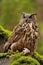 Eurasian Eagle Owl watching his hunt down mouse prey