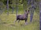 Eurasian elk or female moose