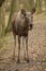 Eurasian elk in the nature looking habitat during autumn time.