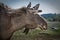 Eurasian Elk standing gazing in field on hot summers day