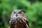 Eurasian or European Eagle owl bubo bubo stares intently