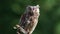 Eurasian European scops owl in the forest