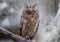 Eurasian European scops owl in the forest