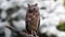 Eurasian European scops owl in natural forest habitat