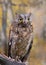 Eurasian European scops owl owl in autumn forest