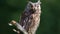 Eurasian European scops owl sitting on a branch