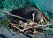 Eurasian female coot duck, fulica atra, brooding