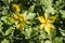 Eurasian flowering plant Yellow Star-of-Betlehem